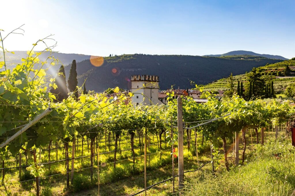 Vista all'interno delle vigne in Valpolicella